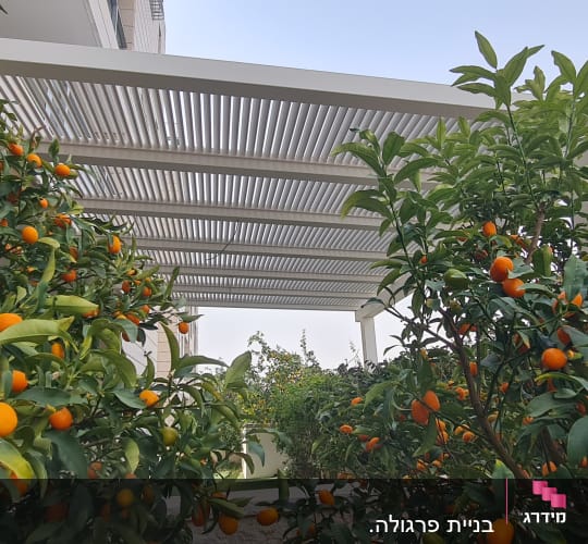עצים עם פירות כתומים תחת פרגולה בגינה